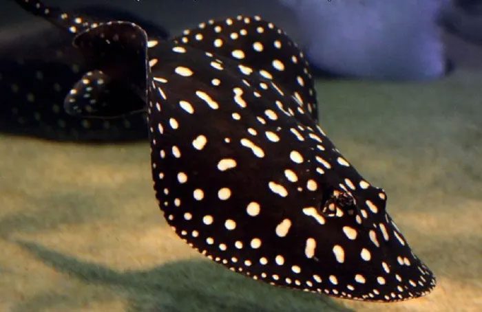 Polka Dot Freshwater Ray