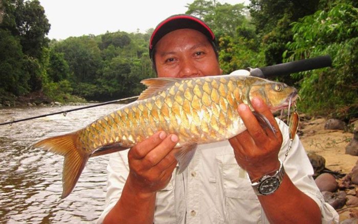 White-fleshed Empurau has a shorter body but is tastier than red-fleshed Empurau.