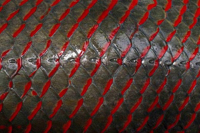 Close-up of the "largest freshwater monster on the planet" in the Amazon