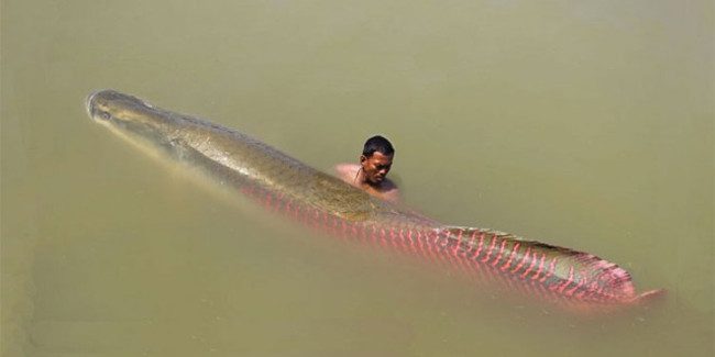 Close-up of the "largest freshwater monster on the planet" in the Amazon