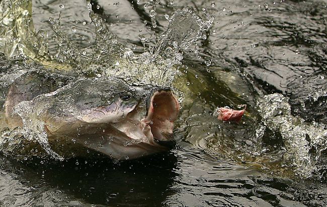 Close-up of the "largest freshwater monster on the planet" in the Amazon