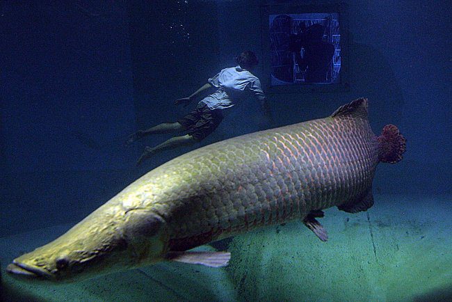Close-up of the "largest freshwater monster on the planet" in the Amazon