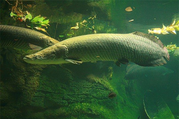 Close-up of the "largest freshwater monster on the planet" in the Amazon