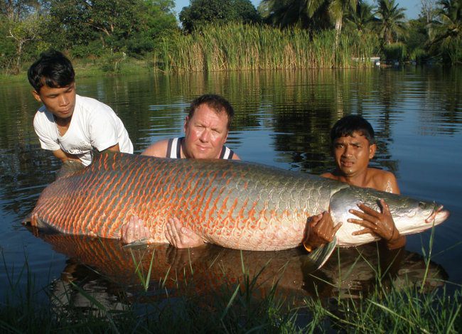 Close-up of the "largest freshwater monster on the planet" in the Amazon