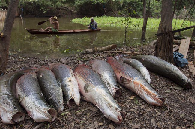 Close-up of the "largest freshwater monster on the planet" in the Amazon