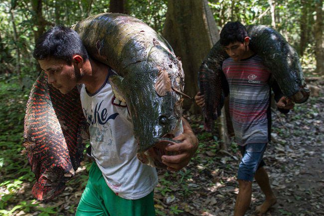 Close-up of the "largest freshwater monster on the planet" in the Amazon
