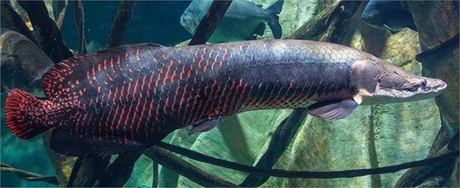 Close-up of the "largest freshwater monster on the planet" in the Amazon