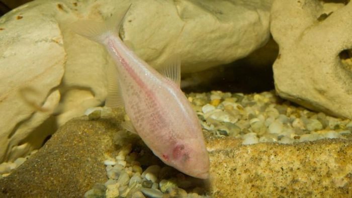 Cave fish evolving by gradually losing their eyes.