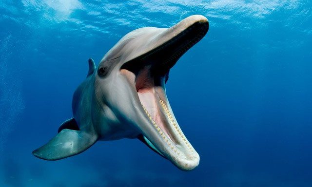 Each dolphin breath sample contained at least one microplastic particle