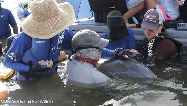 For the first time, microplastics have been found in the breath of wild dolphins