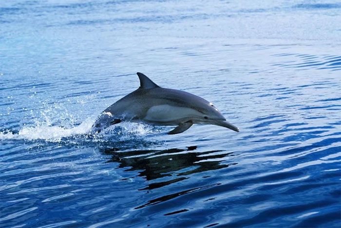 The sexually frustrated dolphin suspected of causing a series of attacks on humans in Japan