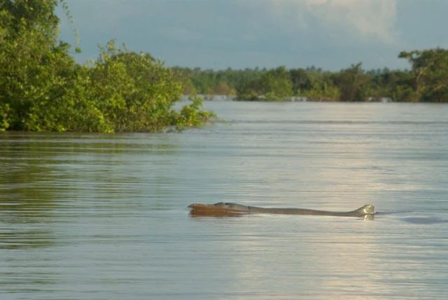 Image of Irrawaddy dolphins in the majestic Mekong River.