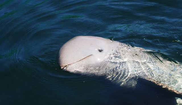 The number of dolphins in the Mekong River in Cambodia has increased from 89 to a total of 105 individuals