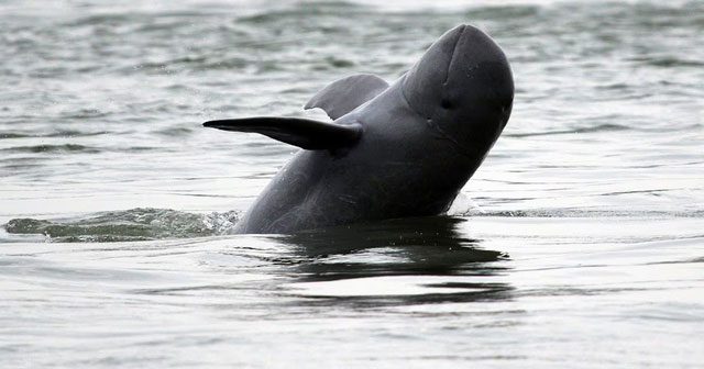 An Irrawaddy dolphin swimming in the Mekong River in Kratie province of Cambodia