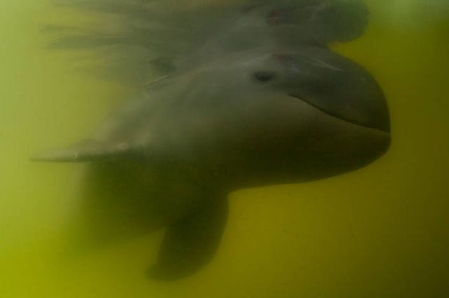 Image of the rare Irrawaddy dolphin living in the Mekong River.