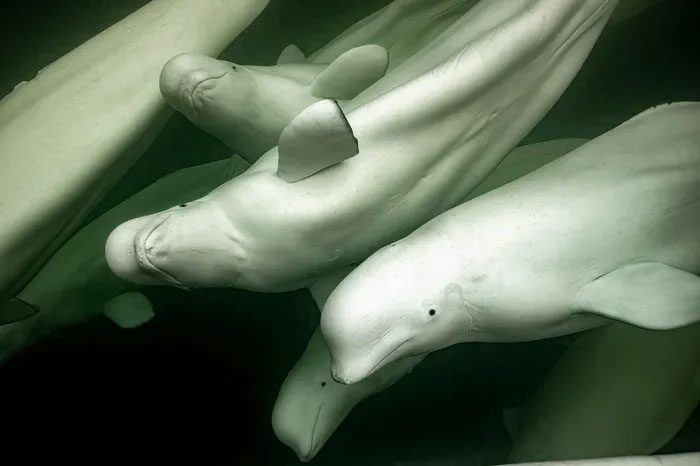 Beluga Whale