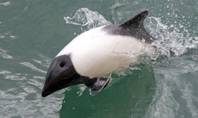 Commerson's dolphin has a black and white pattern similar to a panda.