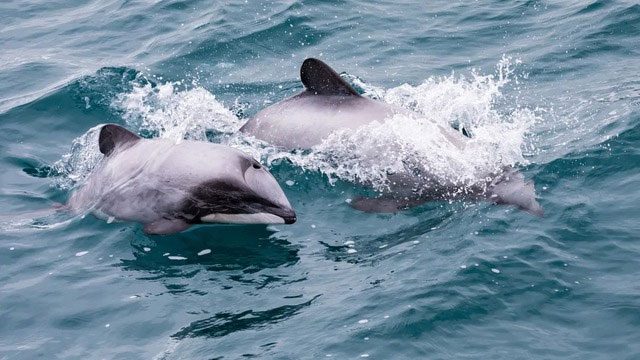 They have a gray-black back, a white belly, and fins that are black or dark gray.