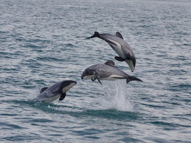 The large round and shiny black eyes of Hector's dolphins enable them to see clearly underwater.