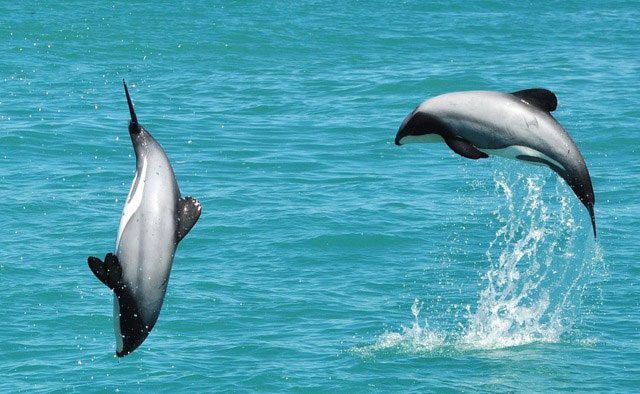 Hector's dolphins are social animals, living and moving in small groups.