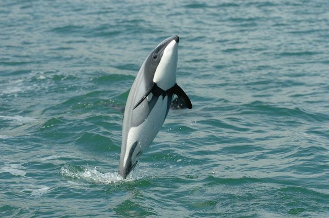 Many Hector's dolphins have died from collisions with boats.