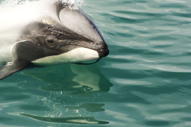 Hector's dolphin is one of the smallest and rarest dolphin species in the world.