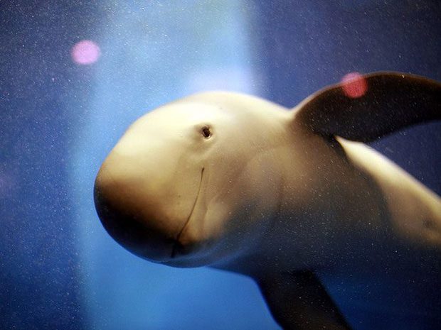 Yangtze Finless Porpoise