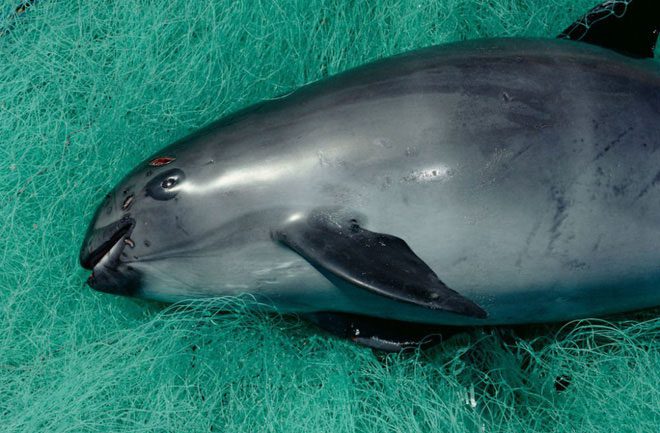 Vaquita Dolphin