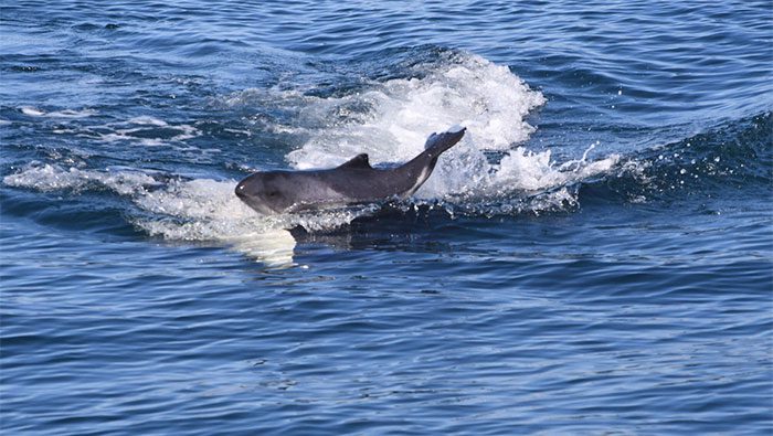 Killer whales have different "ethnic groups"