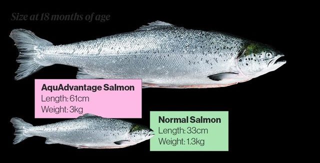 Genetically modified super salmon.