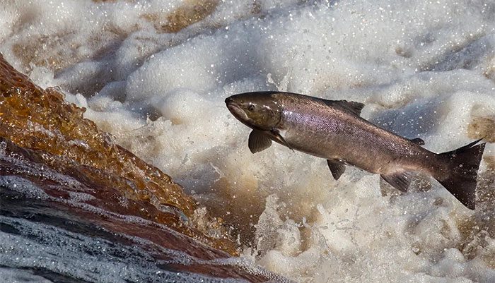 When swimming upstream to spawn, the salmon has successfully matured to reproductive age.