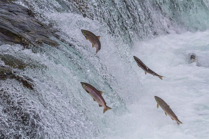 Salmon swimming upstream to spawn.