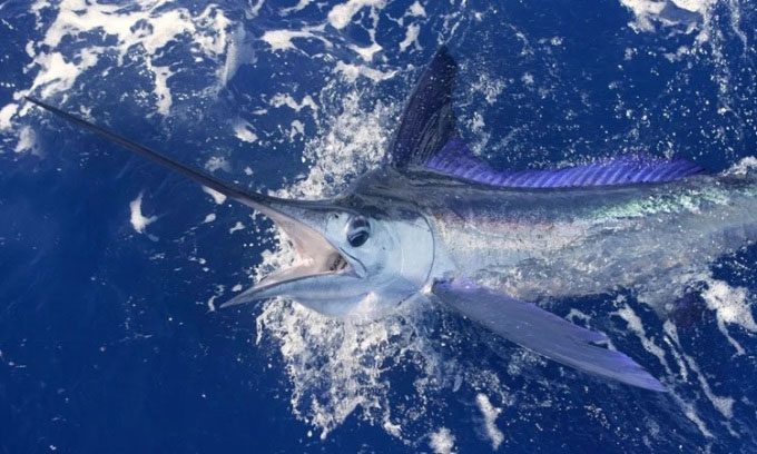 Swordfish with an extremely long and sharp bill.