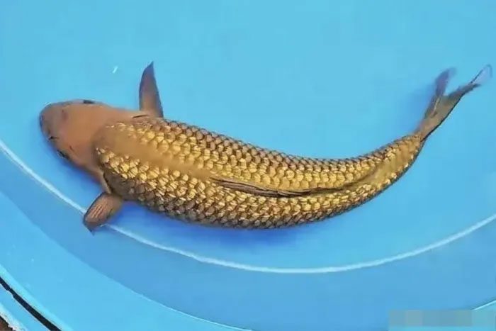 The fish with unique golden scales.