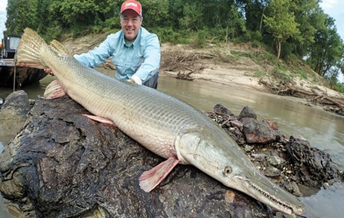 The alligator gar is of gigantic size.