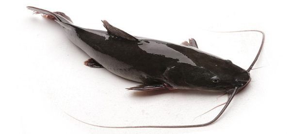 Bagrid Catfish