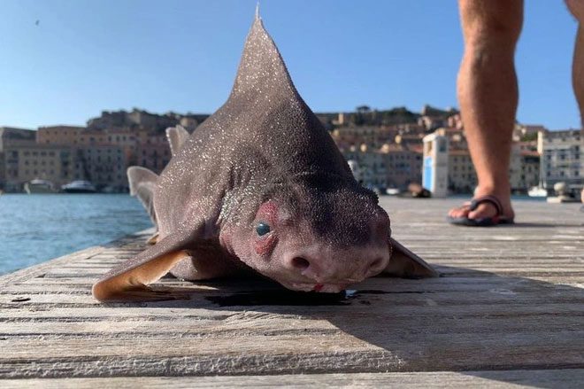 The bizarre pig-faced shark.