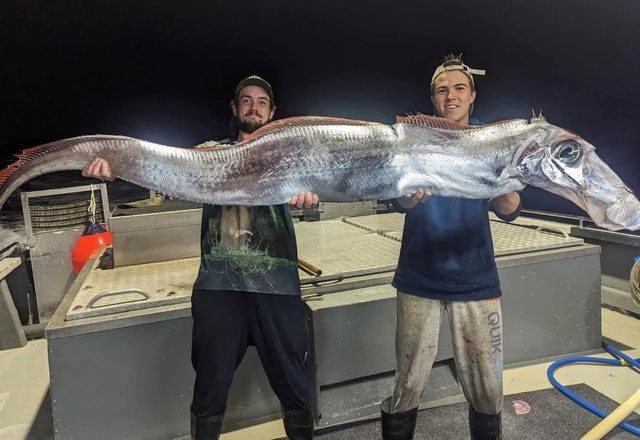 Giant Oarfish