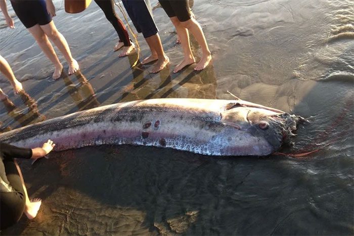 An opah washed ashore in California in 2013.