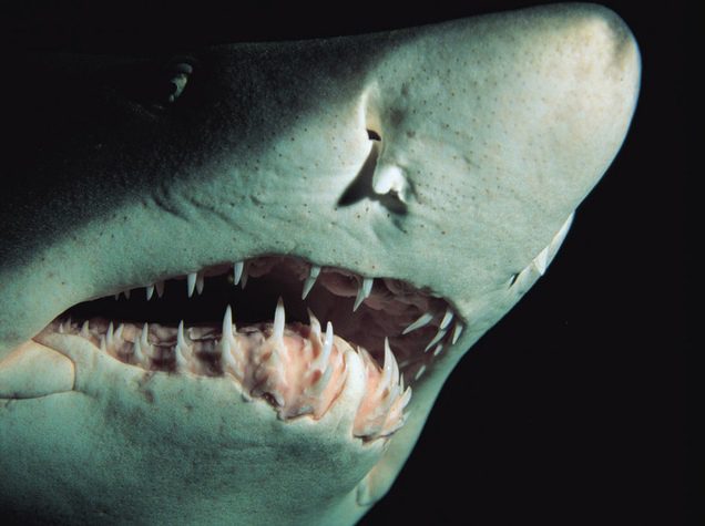 Sharks have highly sensitive sensory organs in their noses that help analyze smells accurately.