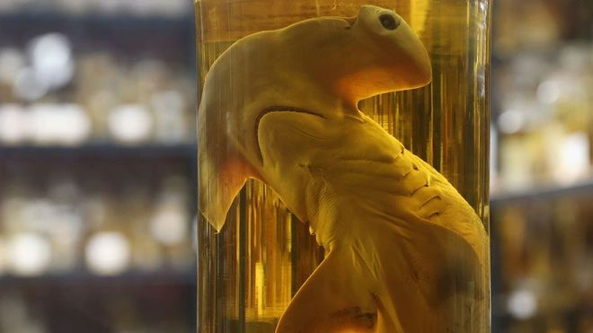 A preserved hammerhead shark at the Natural History Museum in Berlin, Germany.