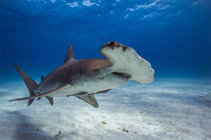 Superior smelling ability is an advantage that helps sharks effectively hunt.