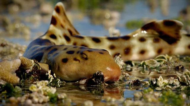 This species of shark is gradually evolving to adapt to terrestrial living conditions.