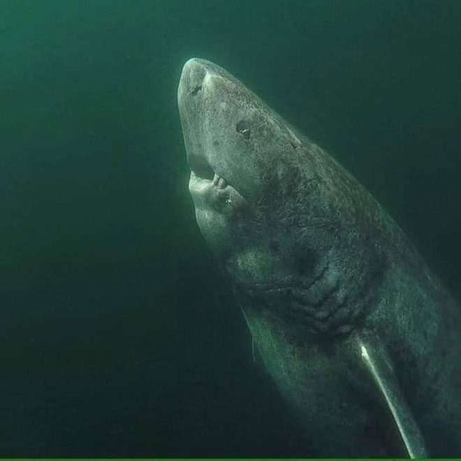 Greenland Shark