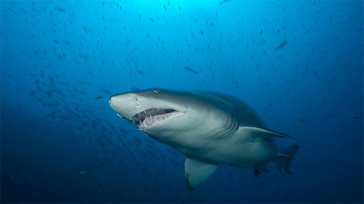 Sand Tiger Shark cannibalizing while still a juvenile