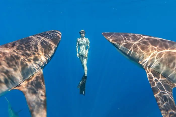 Silky Shark