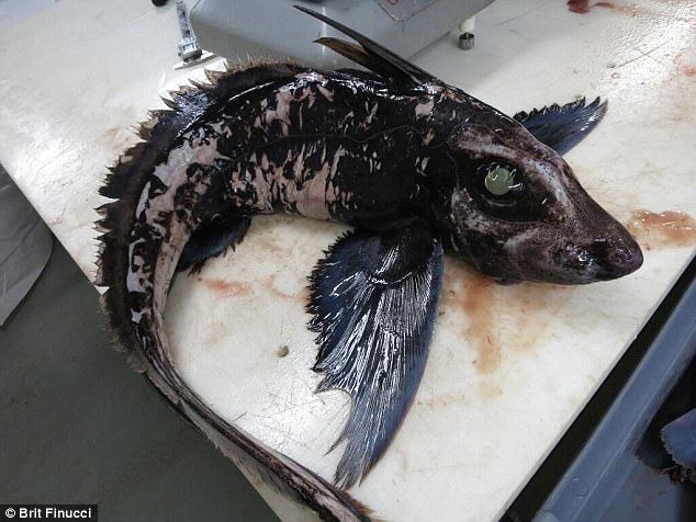 The habitat of ghost sharks lies deep at the ocean floor