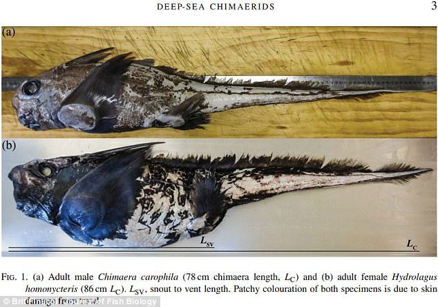 Male ghost shark (top) and female ghost shark (bottom)