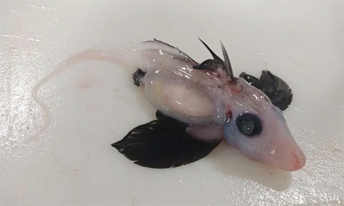 Newborn ghost shark discovered at a depth of 1,200 m