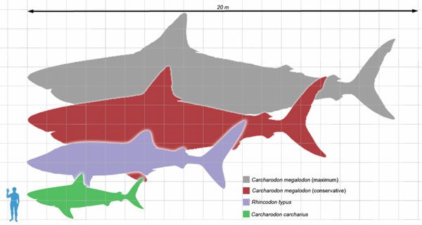 Comparison Chart of Shark Sizes.